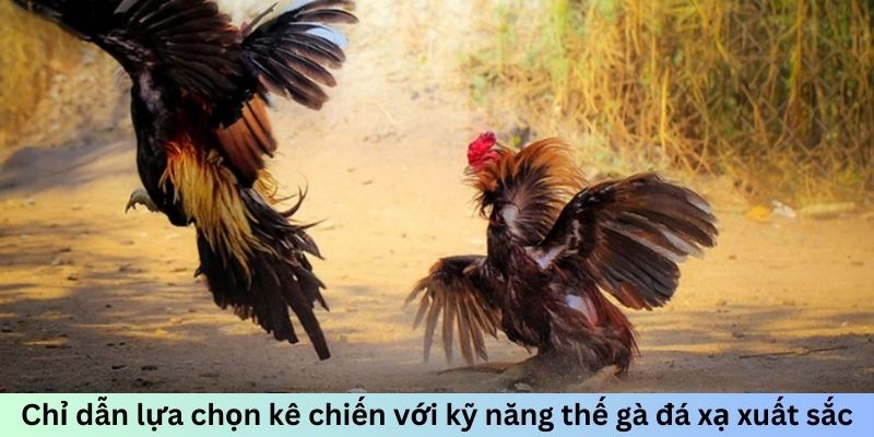 Chỉ dẫn lựa chọn kê chiến với kỹ năng thế gà đá xạ xuất sắc