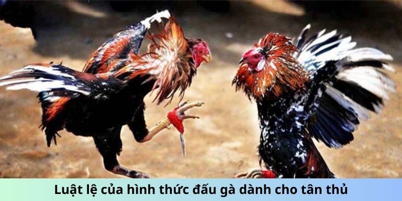 Luật lệ của hình thức đấu gà dành cho tân thủ