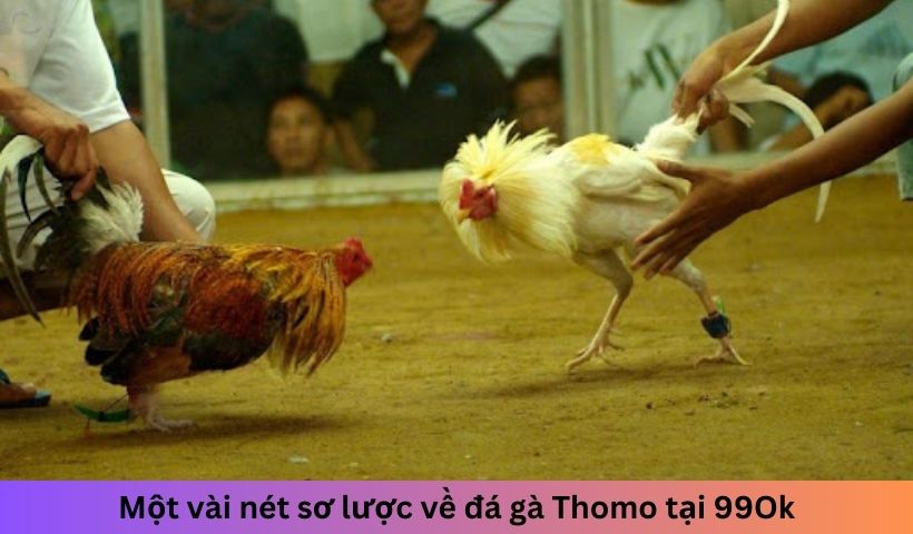 Một vài nét sơ lược về đá gà Thomo tại 99ok