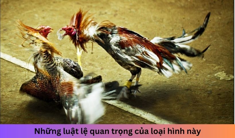 Những luật lệ quan trọng của loại hình này