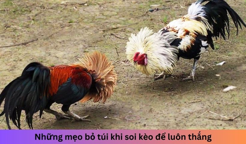 Những mẹo bỏ túi khi soi kèo để luôn thắng